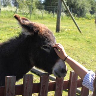 Björka pieneläintarha | TornioHaparanda Björka pieneläintarha | TornioHaparanda